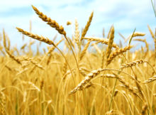 A Seasonal Guide to Running a Grain Farm Efficiently